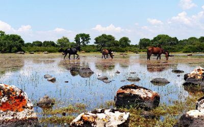 Un Mondo di Giara 5 Giugno 2022 – Tuili Setzu